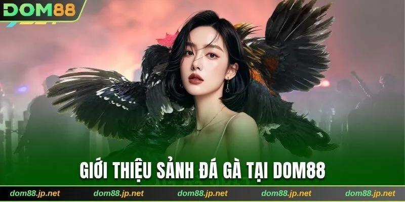 Giới thiệu sảnh đá gà tại Dom88