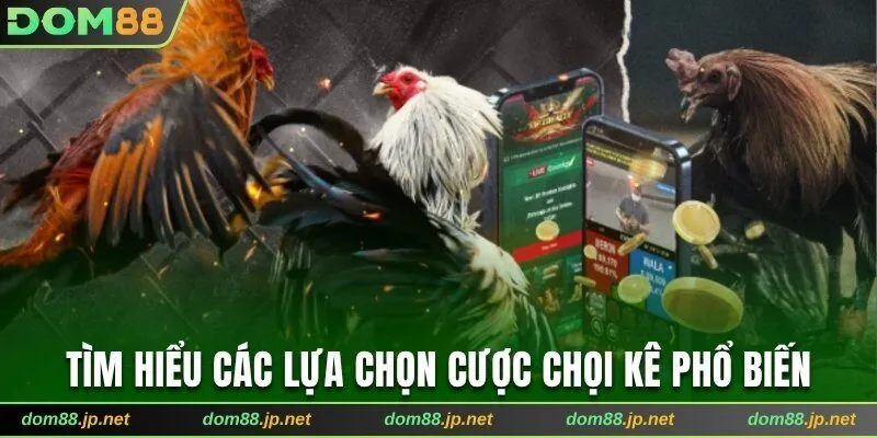 Tìm hiểu các lựa chọn cược chọi kê phổ biến